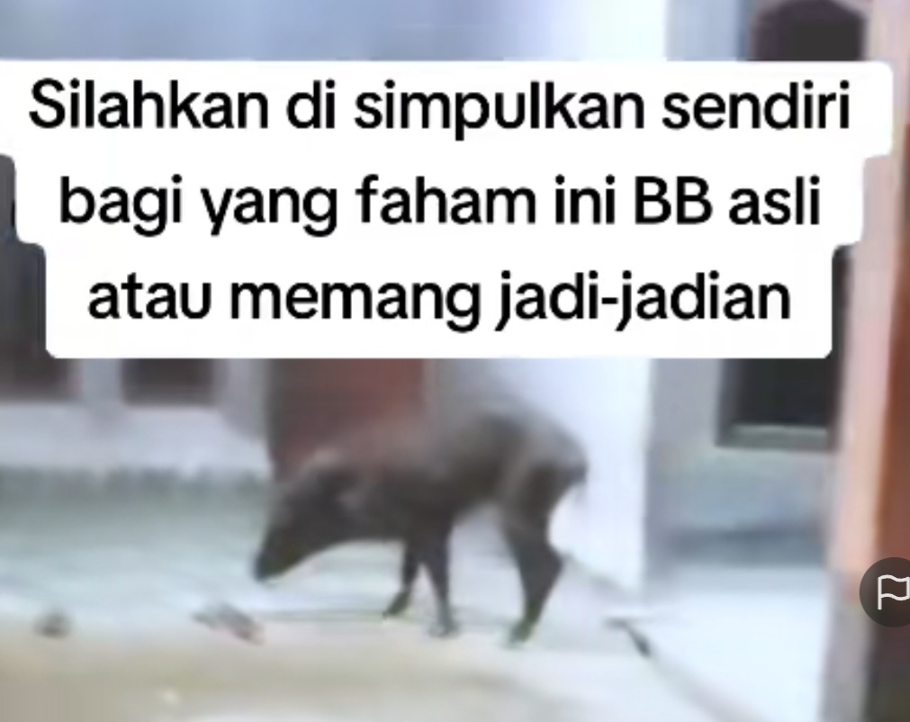 Apakah Ini Ciri-ciri Babi Ngepet? Netizen Ungkap Perbedaannya…
